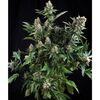 White Widow Auto, Фасовка: 3+1